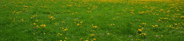 Typer af græs – Hvilken græsplæne skal jeg vælge?