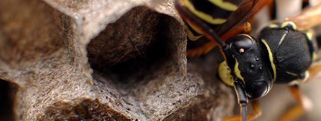 Bekæmpelse af hvepse og hvepsebo